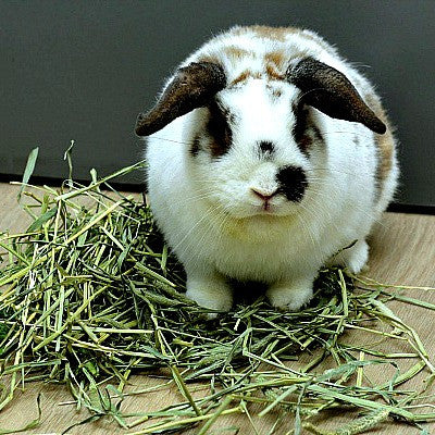 Cuvies Rabbit All Seeds – Page 9 – Smart Seeds Emporium