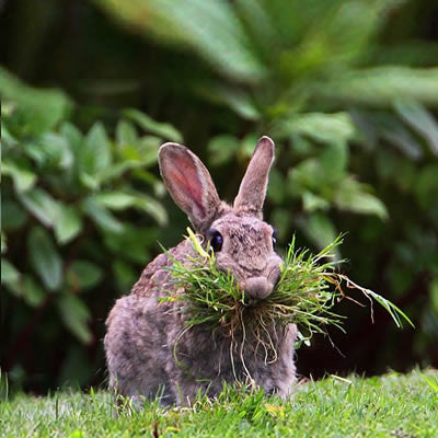 Timothy Hay for Rabbits and Cavies