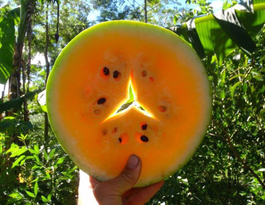 Yellow Moon & Stars Watermelon