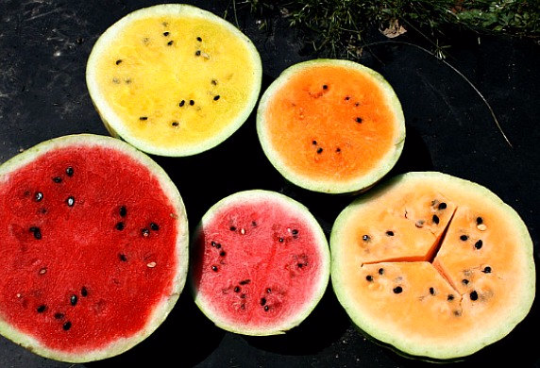 Yellow Moon & Stars Watermelon