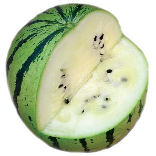 White Siberian  Heirloom Watermelon
