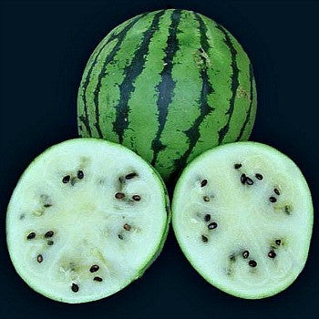 White Siberian  Heirloom Watermelon
