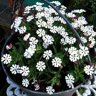 Creeping Phlox Midnight - Zaluzianskya capensis