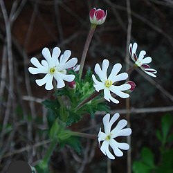 Creeping Phlox Midnight - Zaluzianskya capensis